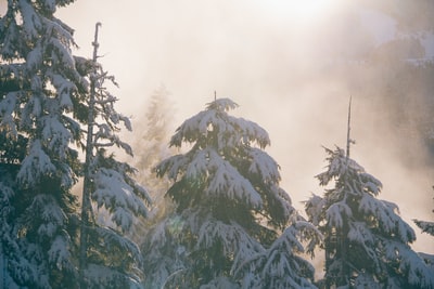 白天被雪覆盖的绿叶树